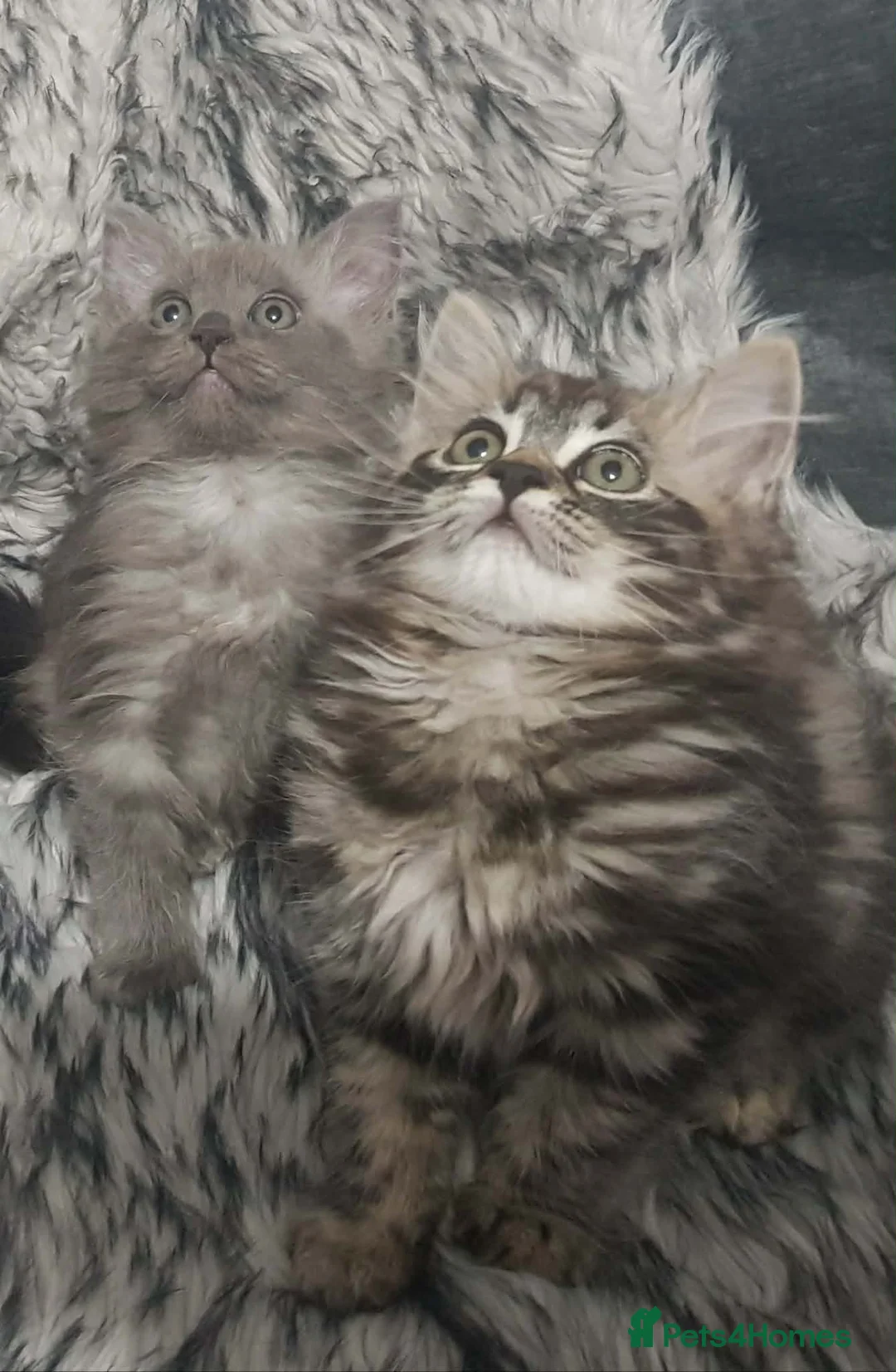 Mixed Breed cats for sale: Ragdoll x maine Coon kittens in Telford - Advert 13