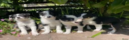 Border Collie dogs for sale: 4 Border Collie Puppies  - Advert 5