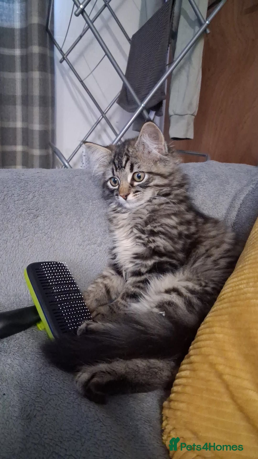 Mixed Breed cats Male kitten  - Advert 3