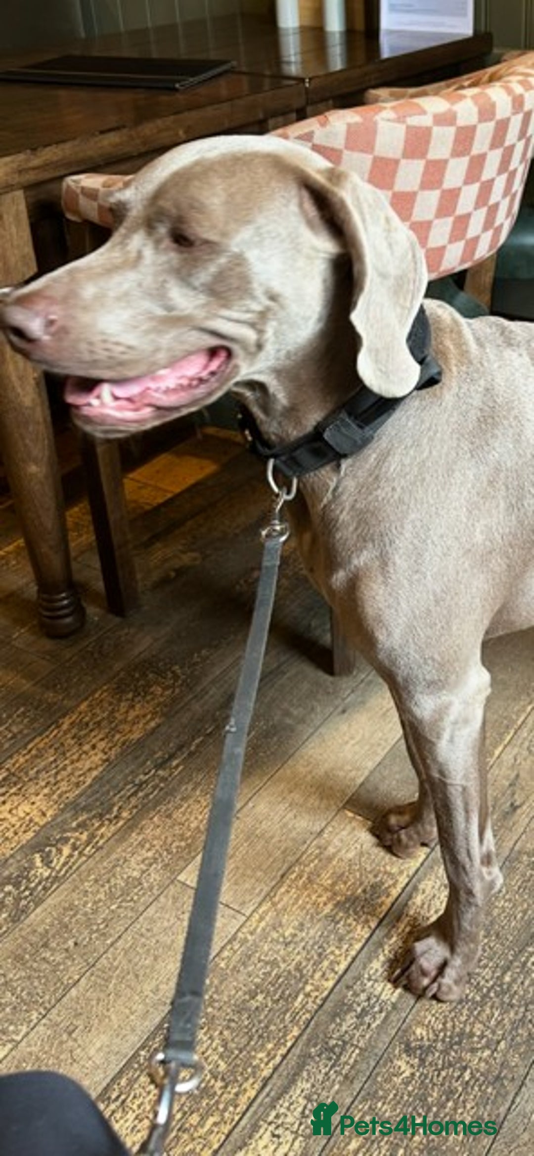 Weimaraner dogs for stud: Stunning, Healthy Stud - Advert 9