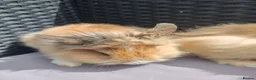 Lionhead rabbits for sale: Lion head babies.  - Advert 11