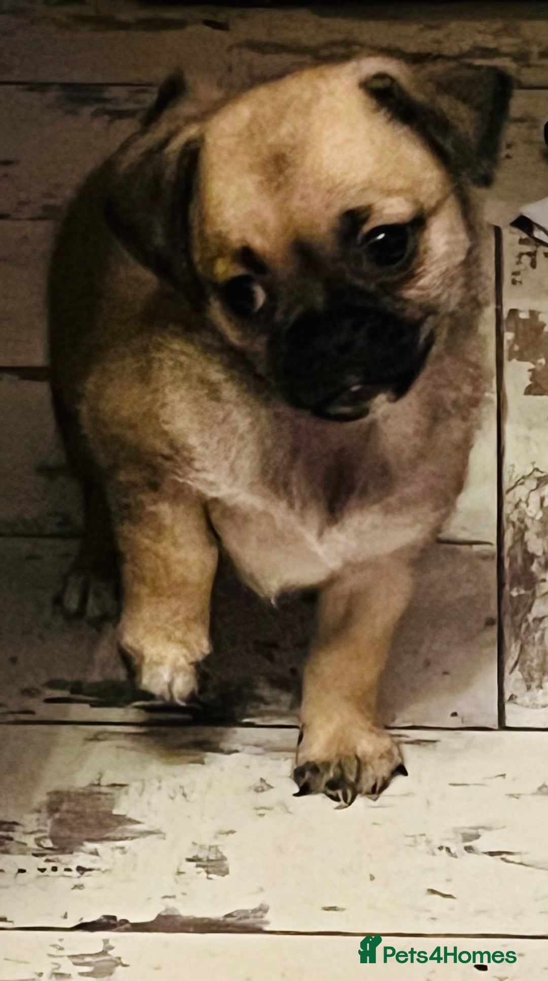 Mixed Breed dogs for sale: PUG CROSS  READY TO GO.  - Image 5