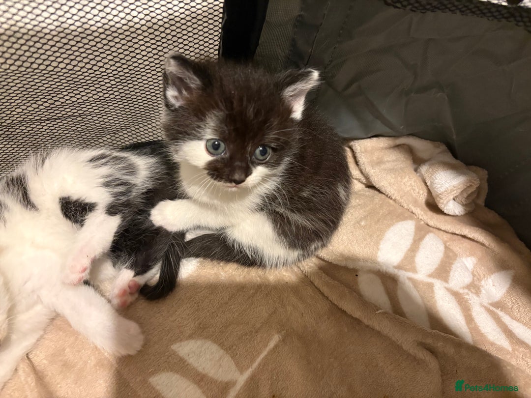 Mixed Breed cats for sale: Kittens for sale and ready for new homes - Advert 5