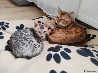 Bengal cats Bengal kittens - last black collar boy available - Advert 12