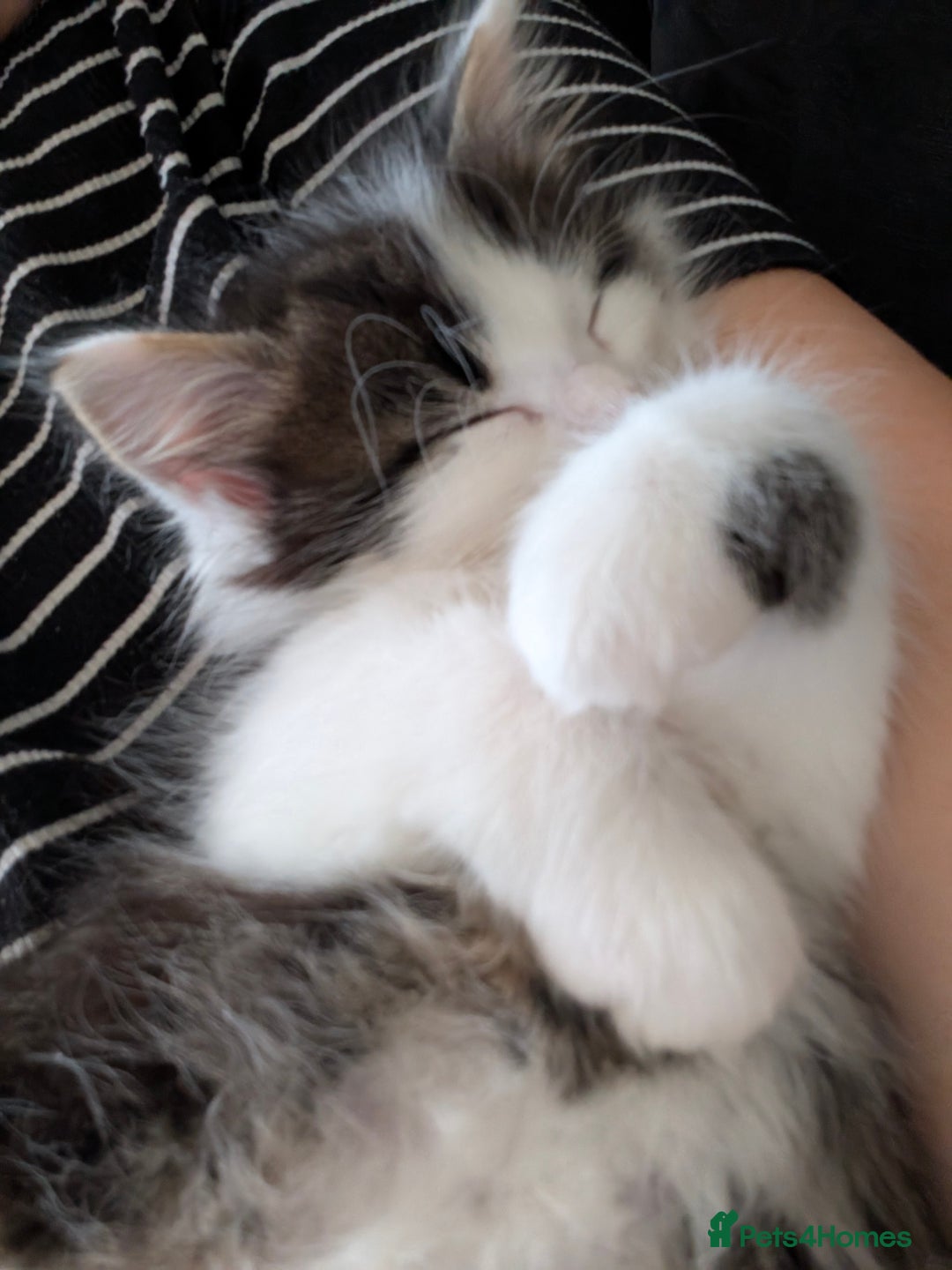 Mixed Breed cats for sale: Adorable kittens ready for new homes - Image 8