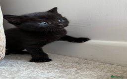 British Shorthair cats for sale: 3 lovely kittens soon tobe ready for forever homes - Image 3