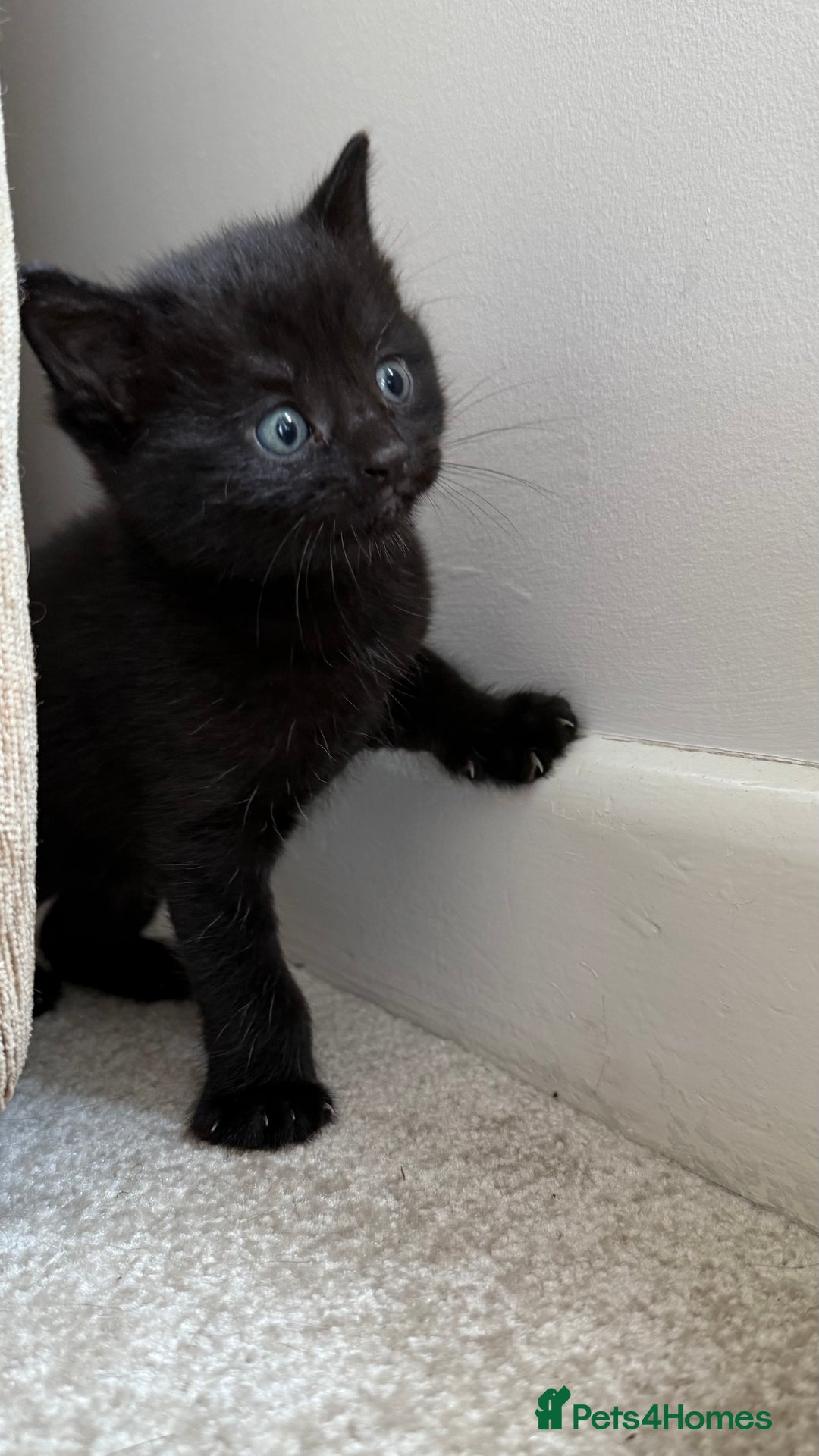 British Shorthair cats for sale: 3 lovely kittens soon tobe ready for forever homes - Image 3