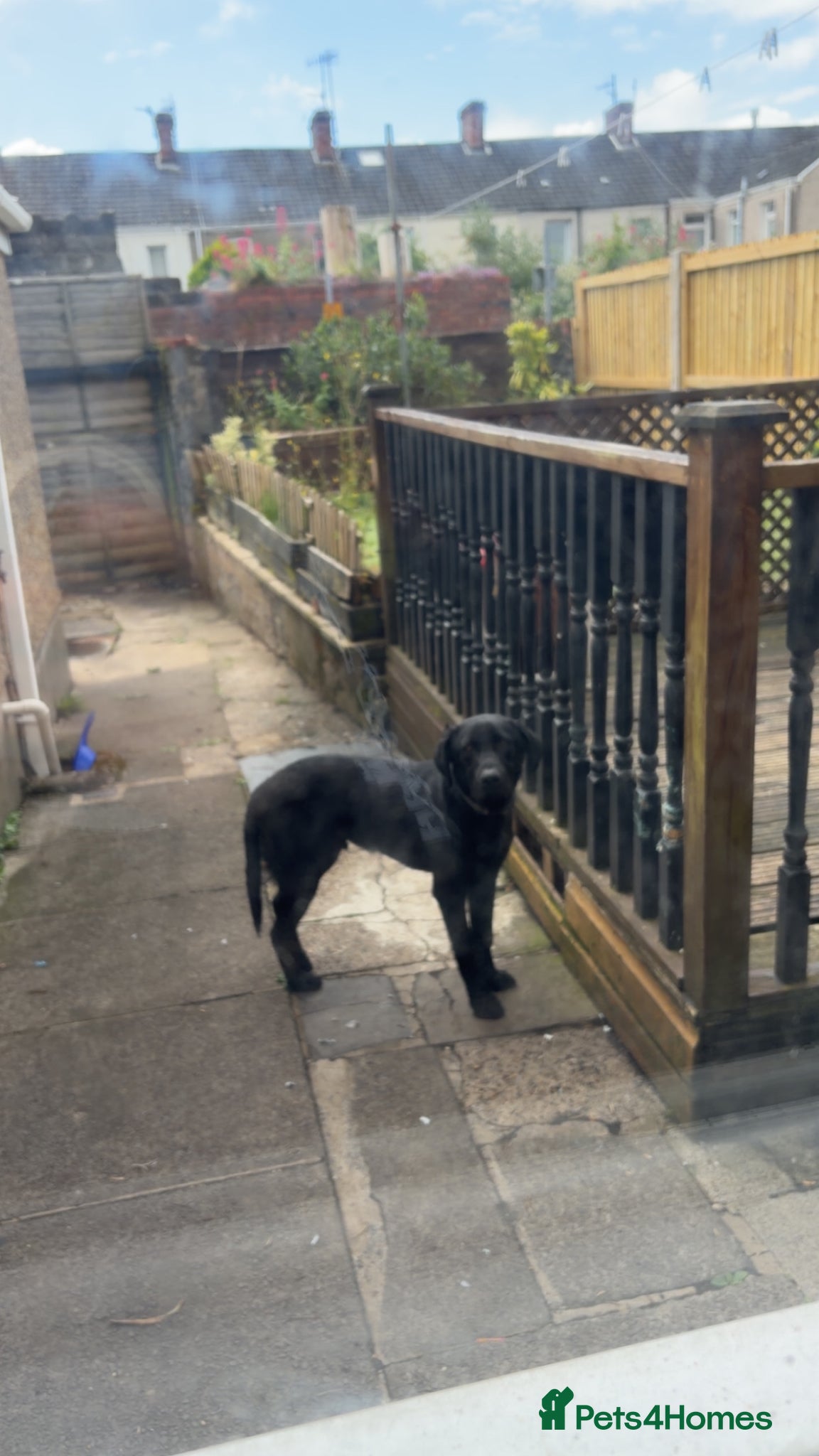 Labrador Retriever dogs for sale: Full male/ black Labrador 7months for sale  - Advert 8
