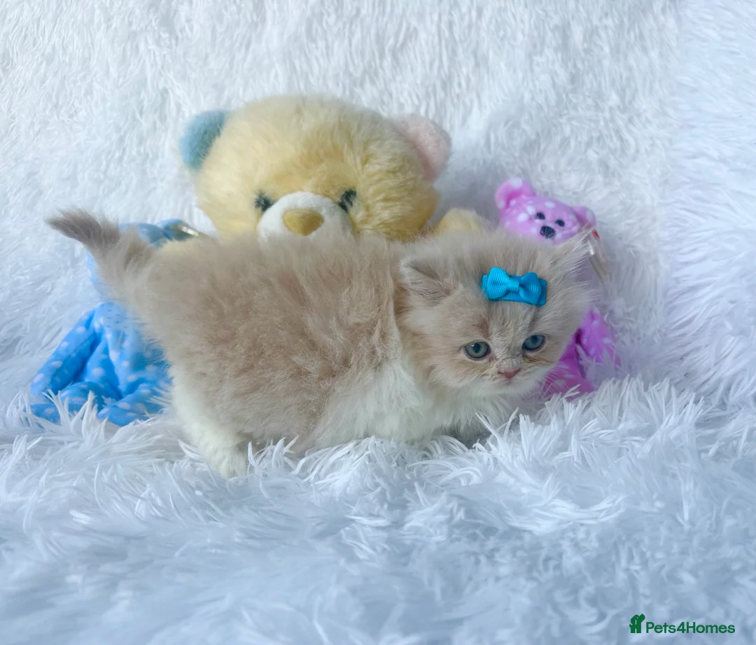 British Shorthair cats for sale: ⭐️ British Shorthair & Longhaired Kittens⭐️  - Advert 2