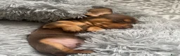 Miniature Dachshund dogs for sale: KC registered female puppies - Advert 13
