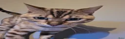 Bengal cats for sale: Bengal - Advert 3