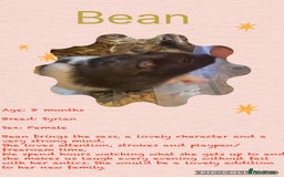 Hamster rodents for sale: Hamsters  - Image 28
