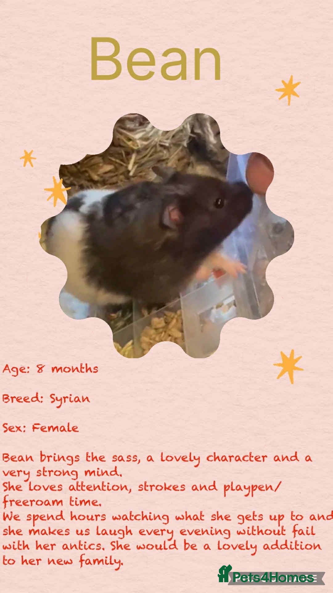 Hamster rodents for sale: Hamsters  - Image 28