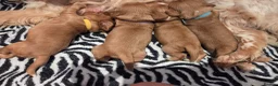 Cocker Spaniel dogs for sale: RKC SHOW COCKER SPANIEL PUPPIES EXTENSIVELY HEALTH - Advert 13