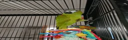 Macaws birds for sale: Gorgeous hand reared hahns macaw  - Advert 4