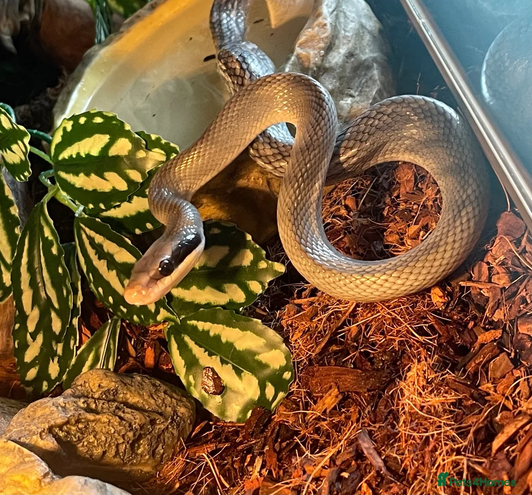 Rat Snake reptiles for sale: 14 month unsexed vietnamese blue beauty rat snake - Advert 2