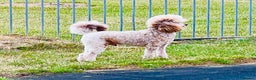Toy Poodle dogs for stud: KC Toy Poodle Stud  in Corby - Advert 2
