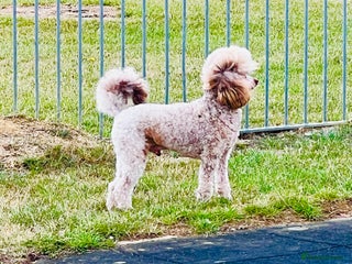 Toy Poodle dogs in Corby - Advert 18