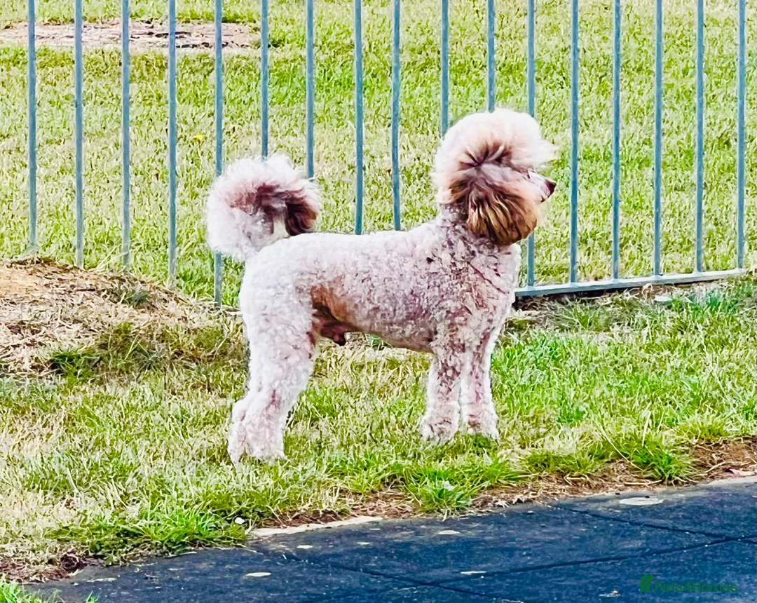 Toy Poodle dogs for stud: KC Toy Poodle Stud  in Corby - Advert 2