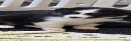 Australian Shepherd dogs for sale: Australian shepherds  - Advert 3