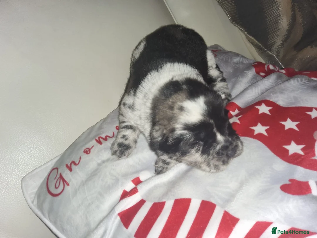 Chow Chow dogs for sale: Last lilac Merle male and female chow chow puppy - Advert 11