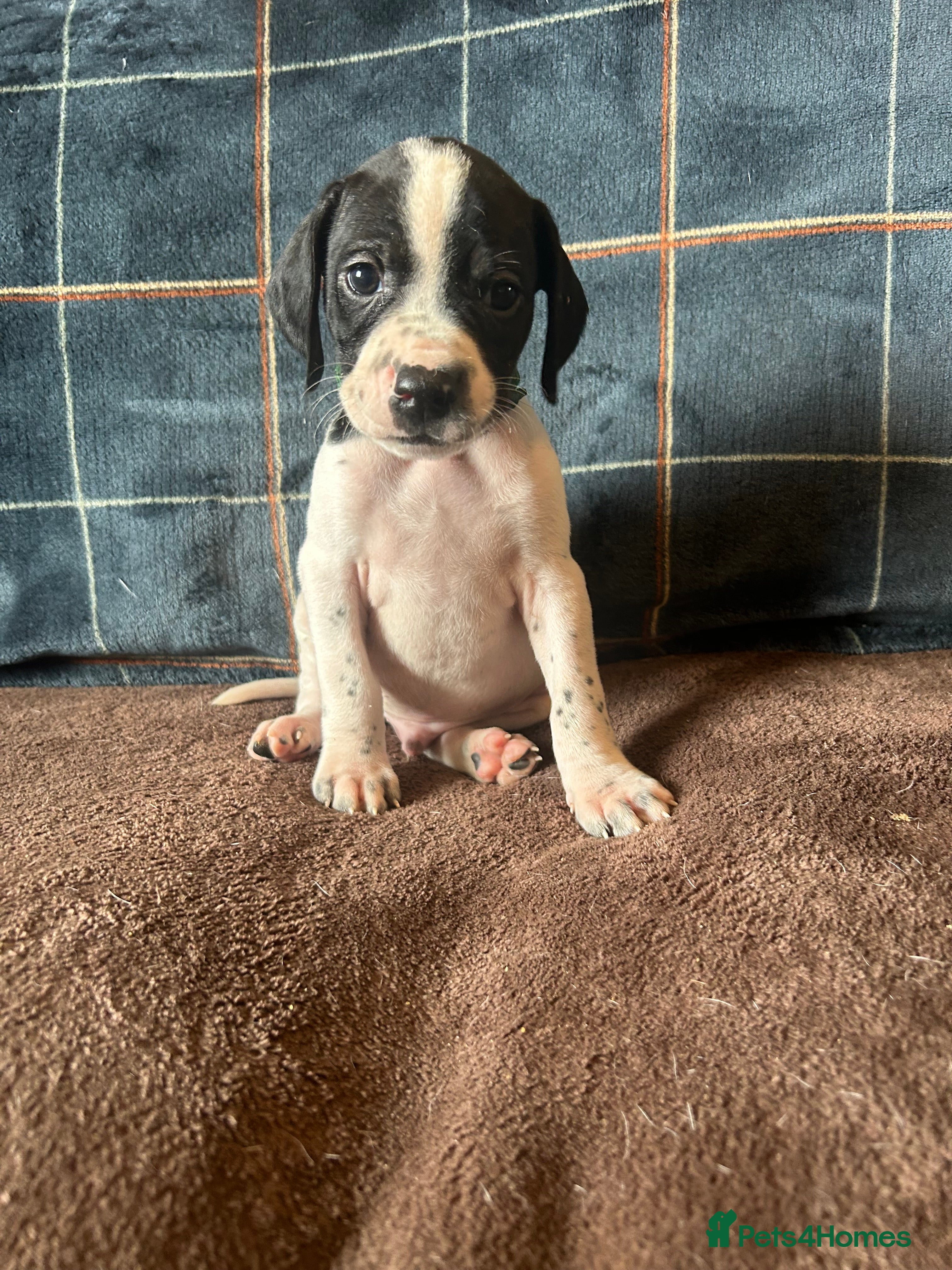 Pointer dogs for sale: KC English Pointer Puppies - Advert 24
