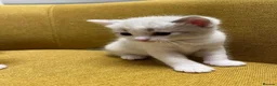 Mixed Breed cats for sale: Stunning, Friendly Ragdoll Cross Kittens - Advert 11