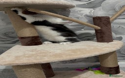 Norwegian Forest Cat cats for sale: Kitten with full set up - Image 9