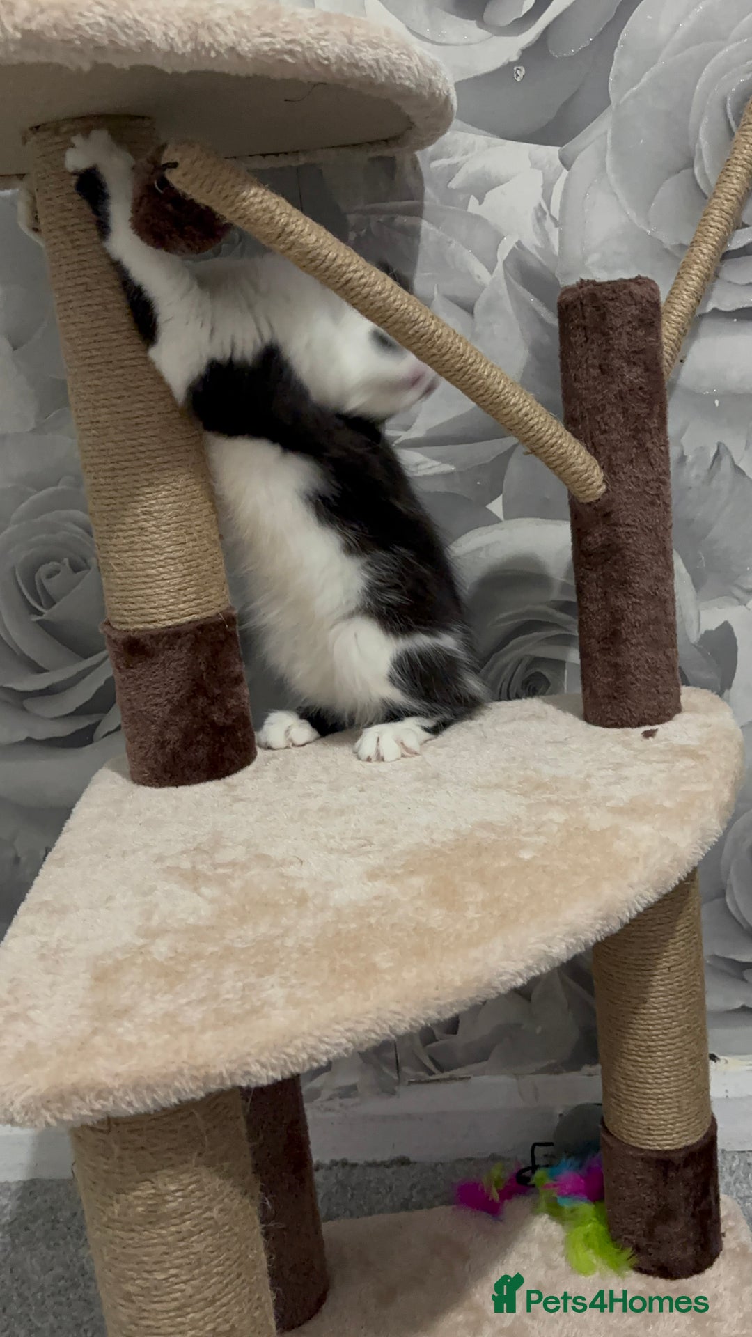 Norwegian Forest Cat cats for sale: Kitten with full set up - Image 9