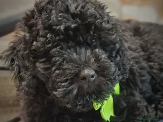 Toy Poodle dogs Last boy toy poodle (full vaccination) - Advert 11
