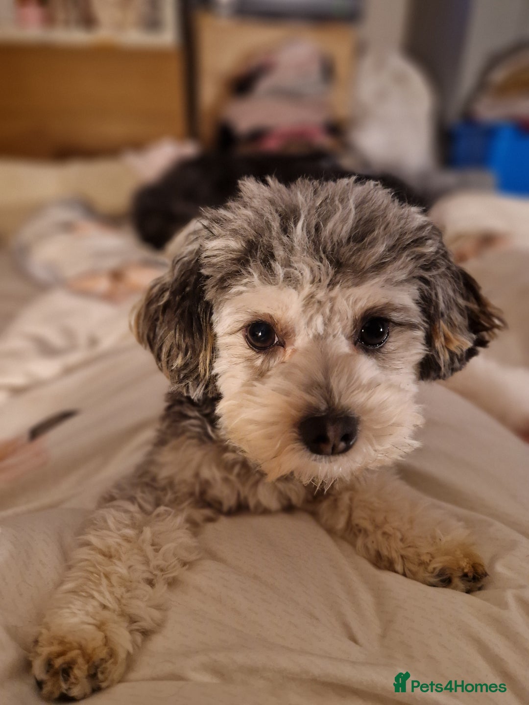 Maltipoo dogs for sale: Quality unique f1 tiny korean maltipoo puppies  - Advert 23