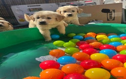 Golden Retriever dogs for sale: Pick of the litter! Chunky Golden Retriever Male - Image 4
