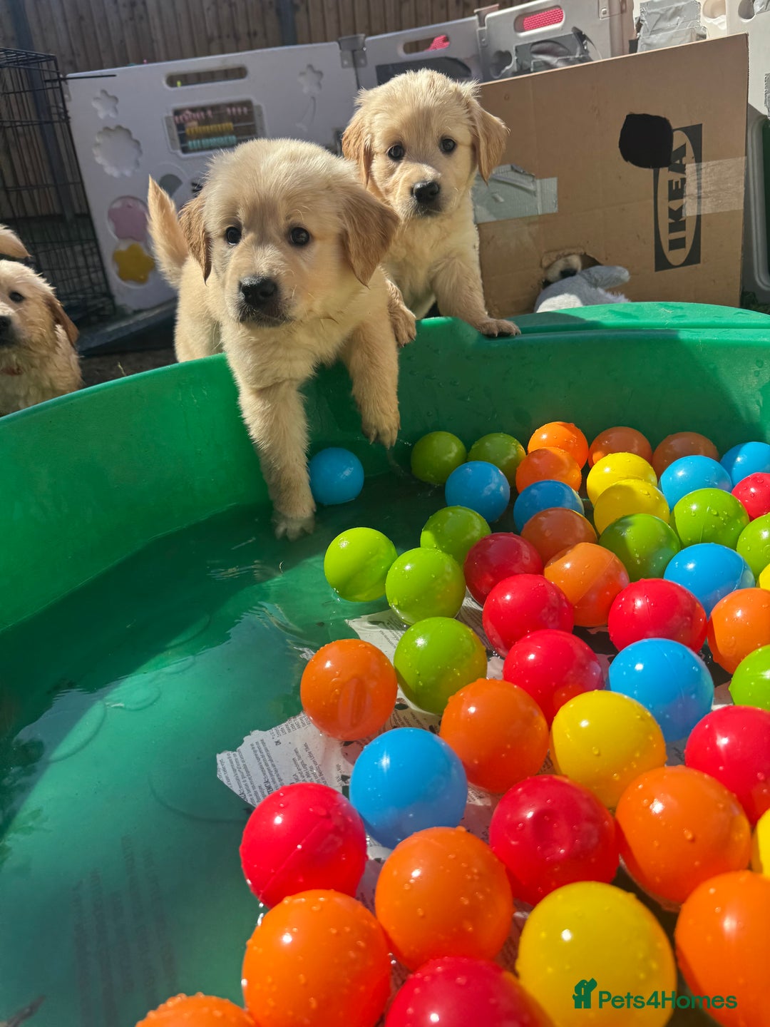 Golden Retriever dogs for sale: Pick of the litter! Chunky Golden Retriever Male - Image 4