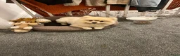 Pomeranian dogs for stud: Pure Russia Pomeranian dog for stud - Advert 5