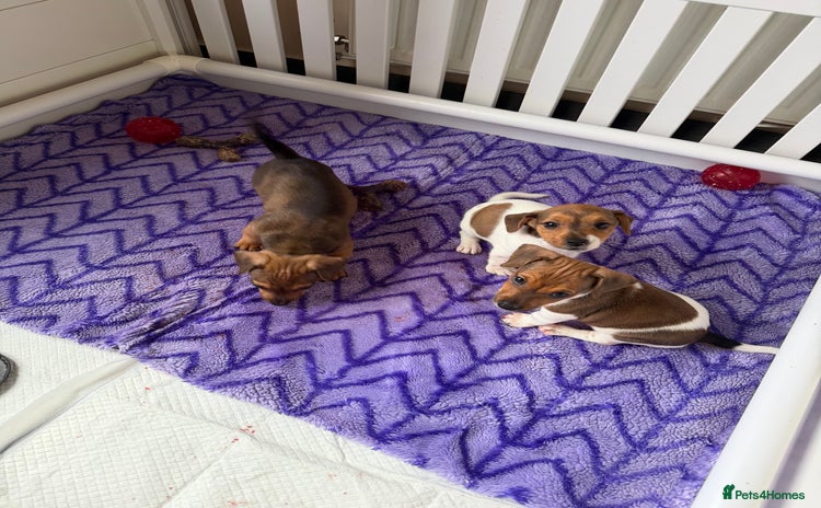 Jack Russell dogs - Advert 14