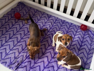 Jack Russell dogs - Advert 7