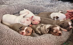 Mixed Breed dogs for sale: Last Beautiful Pink Frenchton Boy Pup Available  - Image 37