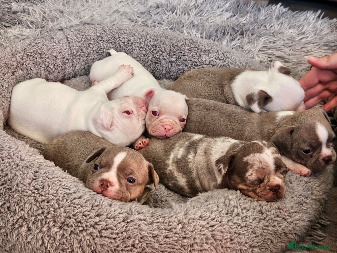 Mixed Breed dogs for sale: Last Beautiful Pink Frenchton Boy Pup Available  - Image 37