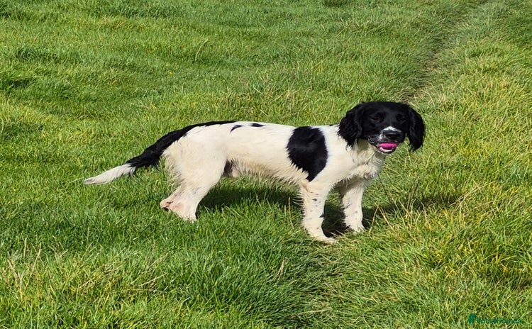 English Springer Spaniel dogs - Advert 6