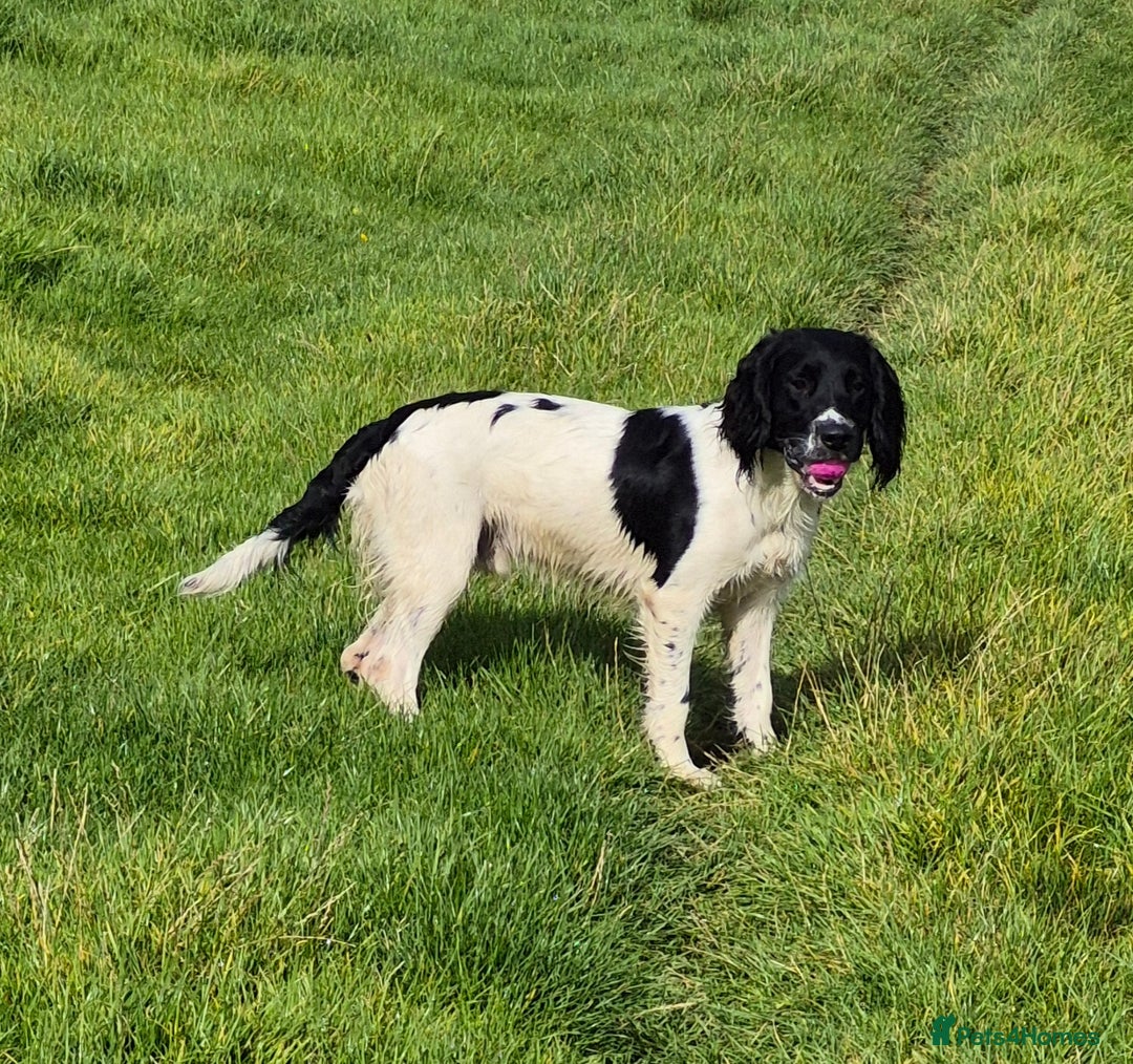 English Springer Spaniel dogs for stud: Black and white springer spaniel for stud  - Image 1