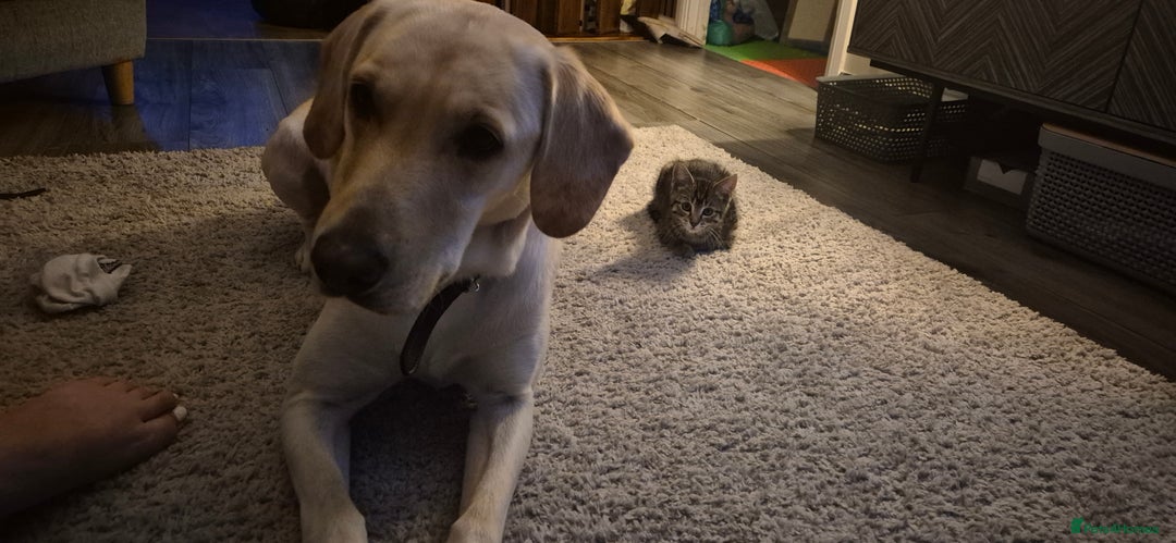 Labrador Retriever dogs for sale: Male labrador  - Advert 2