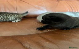 British Shorthair cats for sale: British shorthair kittens - Image 15