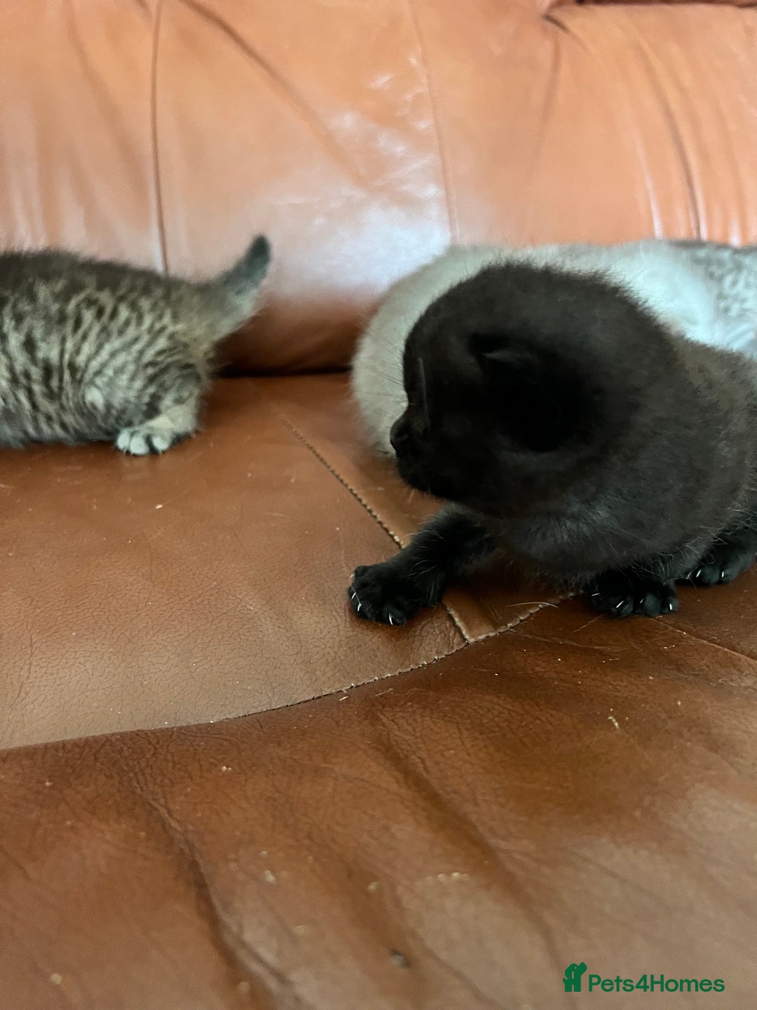 British Shorthair cats for sale: British shorthair kittens - Image 15