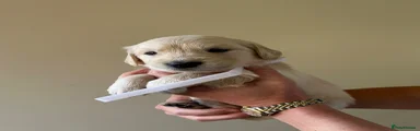 Golden Retriever Puppy 1