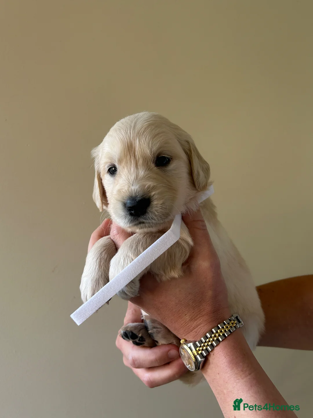 Golden Retriever dogs for sale: Gorgeous golden retrievers for sale. - Advert 22