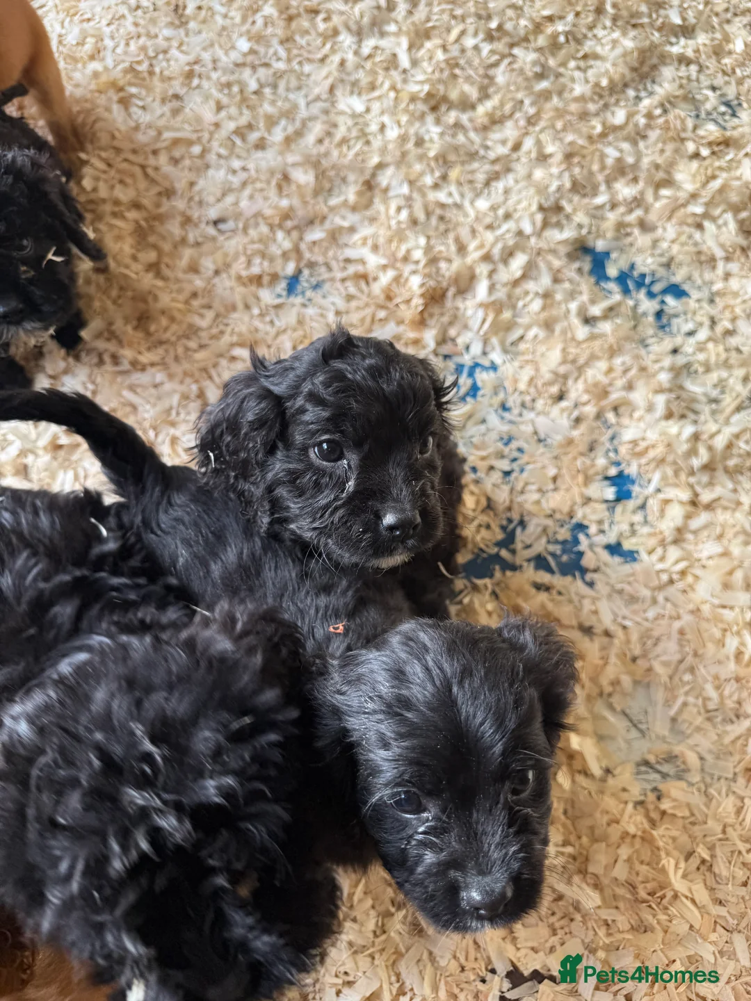 Mixed Breed dogs for sale: Lovely Cavapoos READY NOW apricot and black/white  - Advert 14