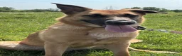 Belgian Shepherd Dog dogs for stud: STUD WANTED  - Advert 1