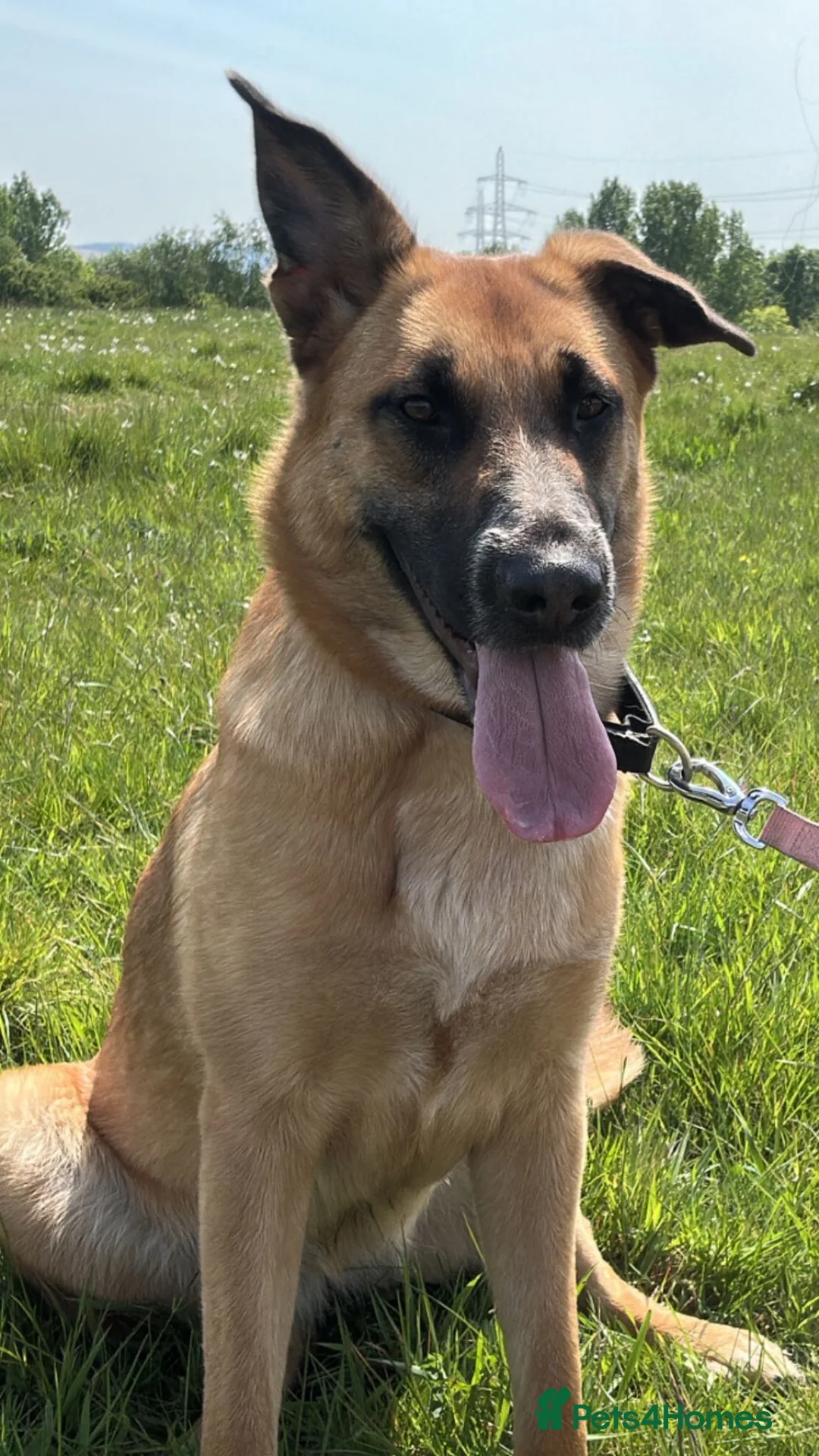 Belgian Shepherd Dog dogs for stud: STUD WANTED  - Advert 1