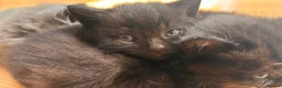 British Shorthair cats for sale: Two male kittens available from a British blue mum - Advert 5