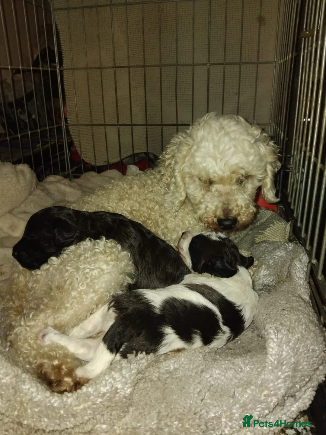 Doxiepoo dogs for sale: Doxipoo puppies - Advert 4
